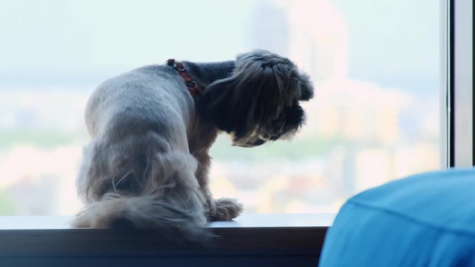 西施狗坐在靠近窗户的桌子上，看着相机