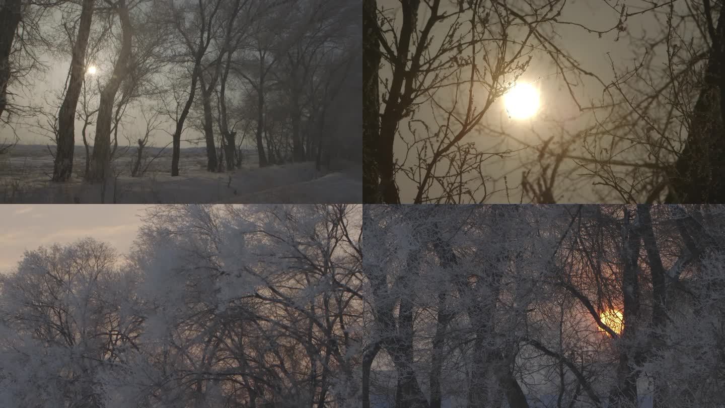 冬季阳光下的雾凇