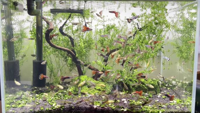 鱼缸造景 鱼自由游动视频