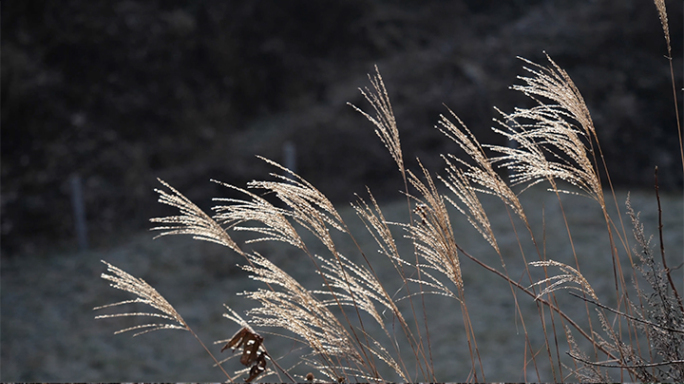 初冬山间清晨菜地地面结白霜，路边植物空景