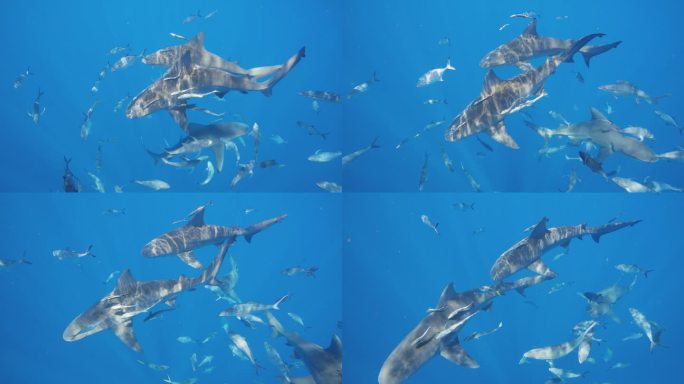 牛鲨和小鱼排成螺旋形游动