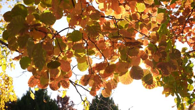 稳定器拍摄 秋叶