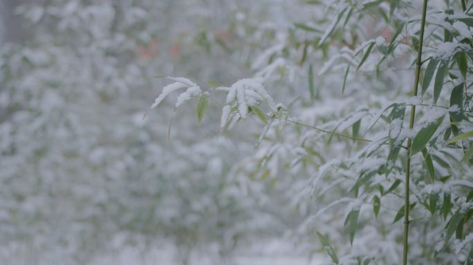 大雪升格竹子空镜