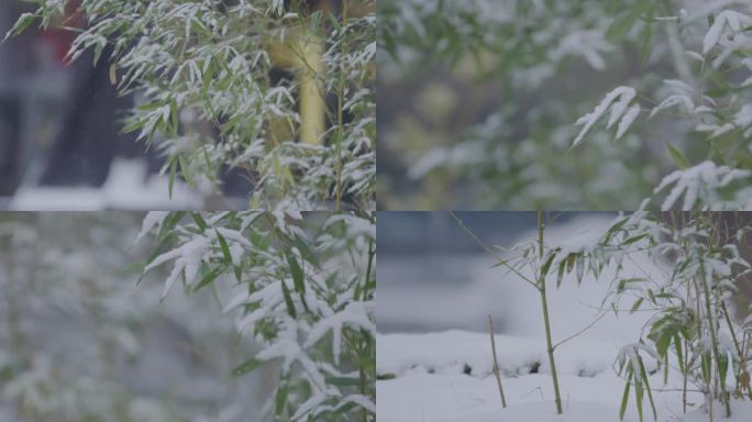 大雪升格竹子空镜