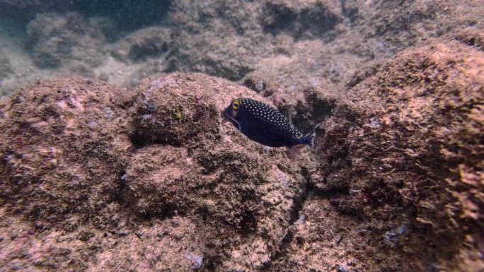 黑斑箱鱼，蓝斑箱鱼或黄箱鱼(Ostracion cubicus)，太平洋，夏威夷