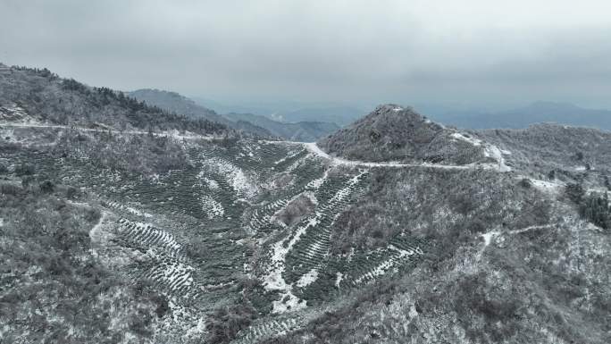 4k航拍冬季雪后的茶山