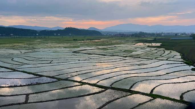 夏天的水稻田秧苗延时拍摄