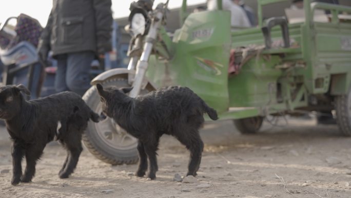 新疆吐鲁番集市售卖家禽羊山羊绵羊羊羔人文