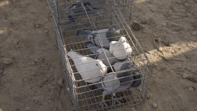 吐鲁番集市售卖的笼子里的鸽子元宝鸽白鸽
