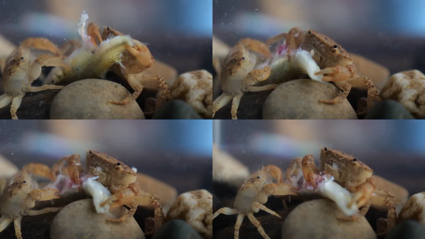 蟹螃 蟹水中 螃蟹水 淡水螃蟹水 美食