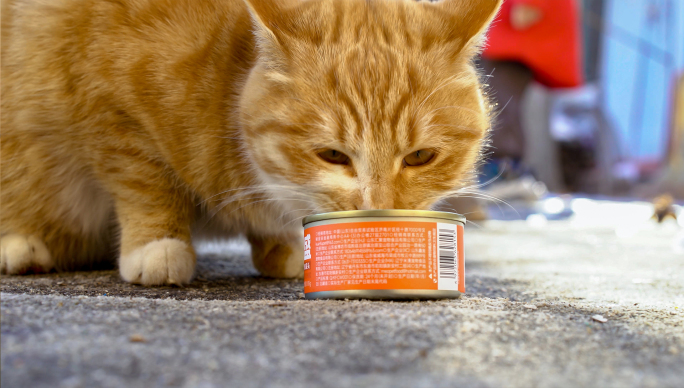 猫吃零食罐头