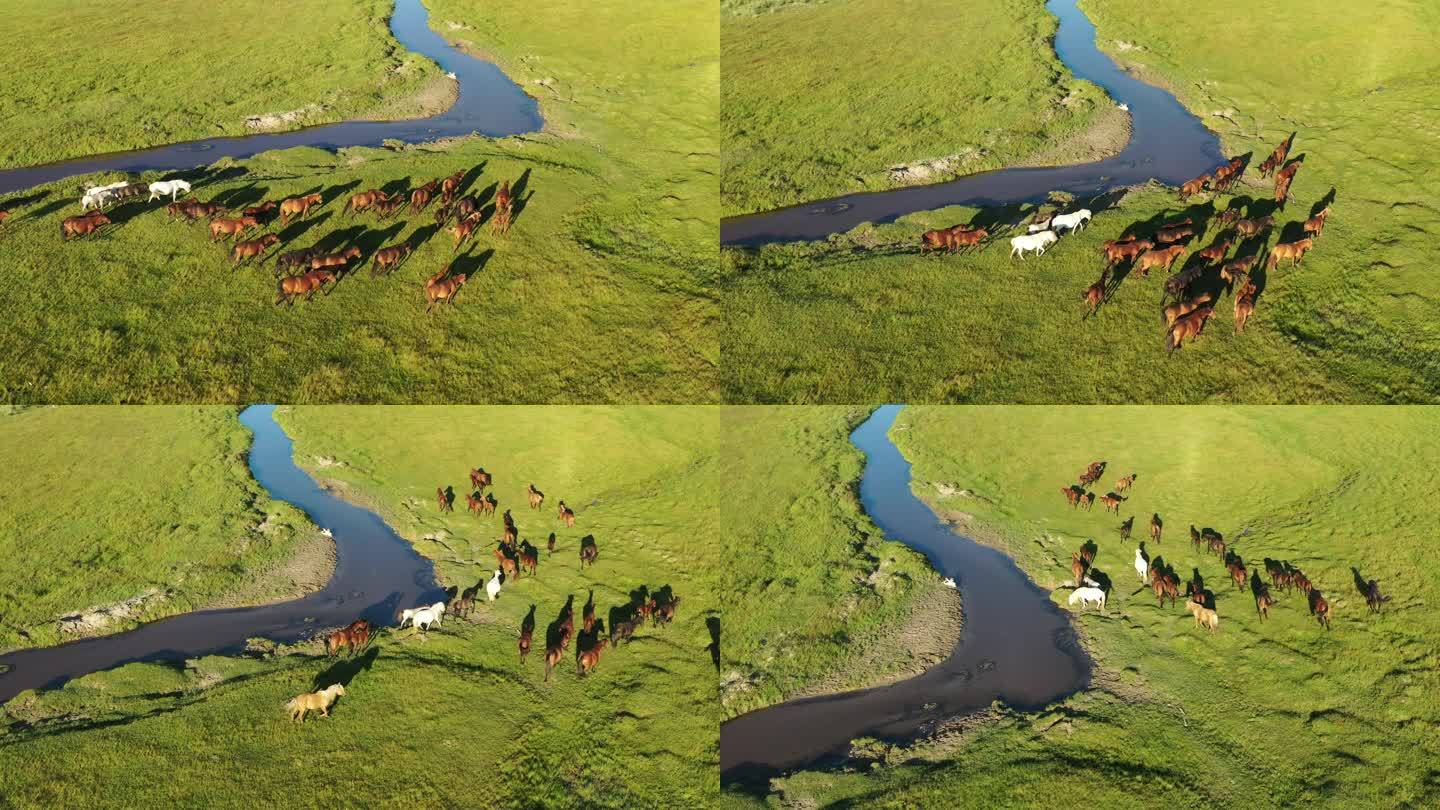 内蒙古北部草原的马群