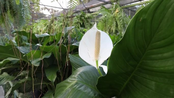 苗圃温室里的白色马蹄莲开花植物