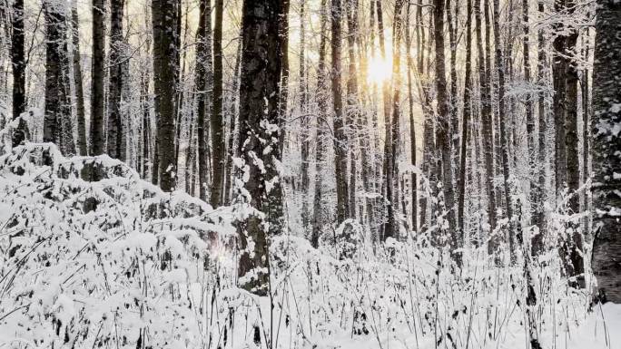 霜冻的冬日公园里夕阳西下，树枝上挂满了雪花，雪花缓缓地飘落，寂静而寂静