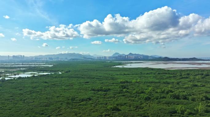 深圳红树林湿地航拍