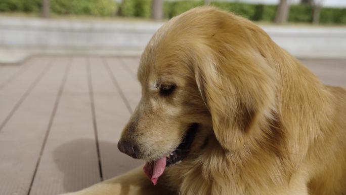 狗狗玩耍宠物金毛爱犬动物玩耍狗狗