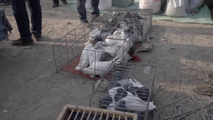新疆吐鲁番集市人们在热闹的挑选鸽子人文