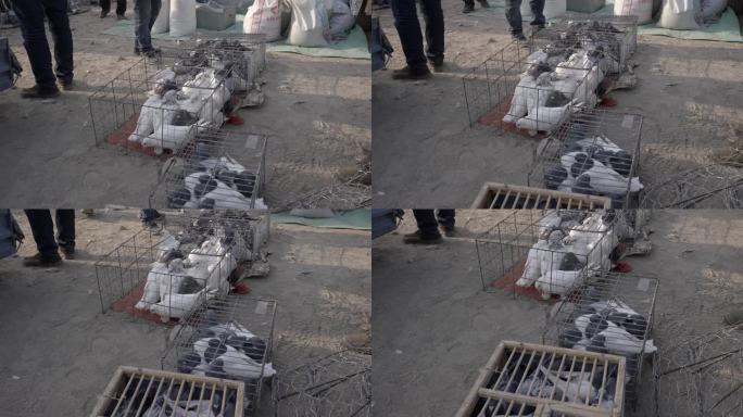 新疆吐鲁番集市人们在热闹的挑选鸽子人文