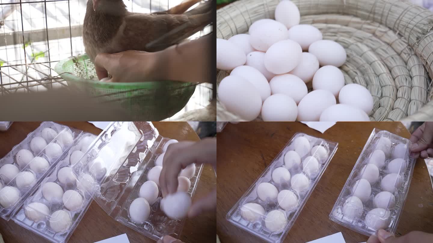 抓鸽子蛋、鸽子蛋包装
