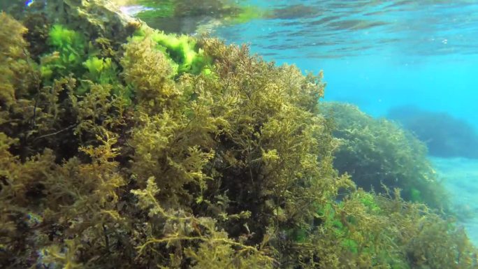 一丛丛褐藻(地中海褐藻)在晨光的斜射下随着节拍摇摆。
