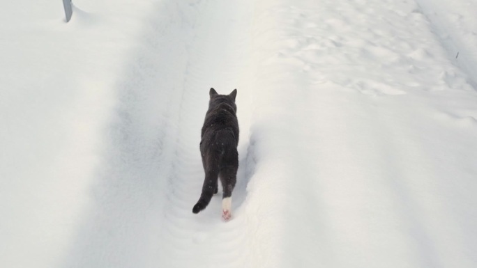 冬天在户外散步的猫。一只虎斑猫正在乡下的一场大雪中跳跃。下雪。被遗弃的灰猫。家畜在寒冷的户外。猫在四