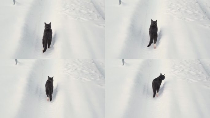 冬天在户外散步的猫。一只虎斑猫正在乡下的一场大雪中跳跃。下雪。被遗弃的灰猫。家畜在寒冷的户外。猫在四