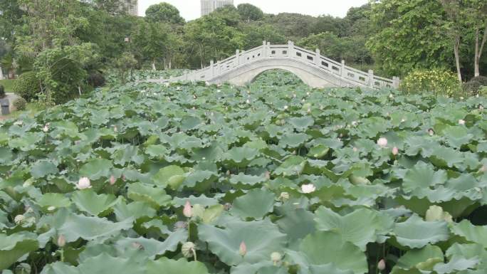 福建莆田绶溪公园荷花池古建小桥