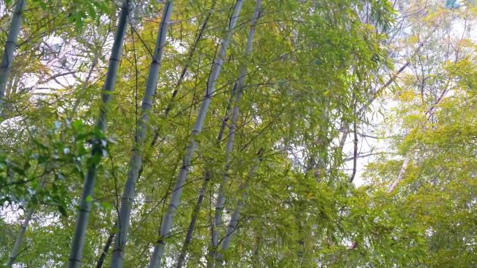 杭州植物园树林竹林特写视频素材4