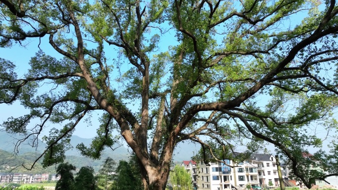 杭州市富阳区新桐乡樟树群美景