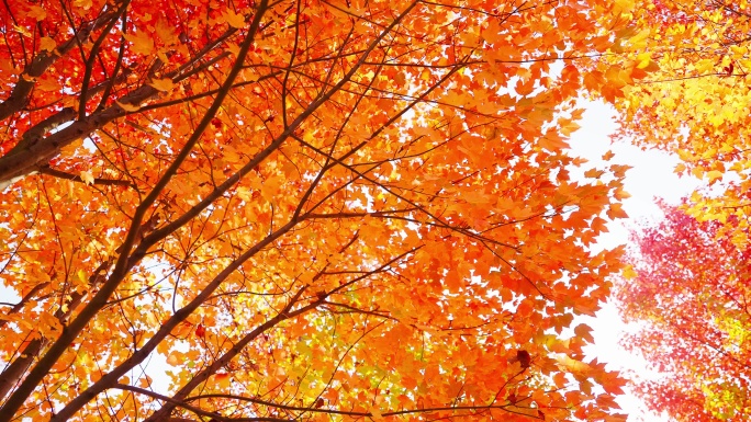秋天冬天树叶枫叶变黄变红空镜头