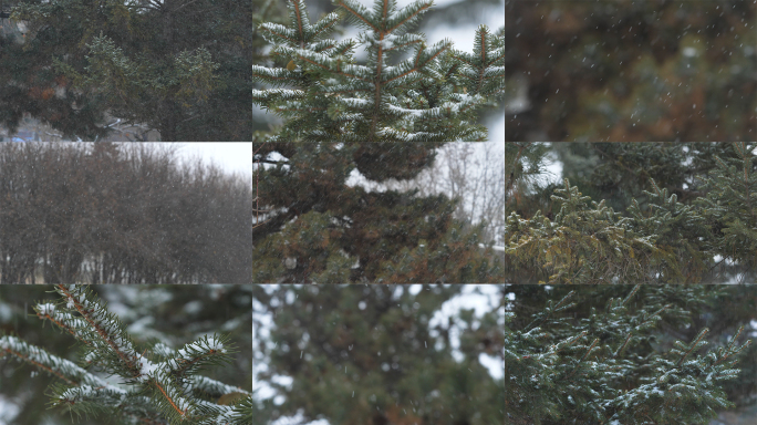 松树林下雪