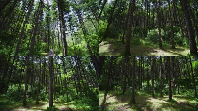 大自然天然氧吧茂盛的树林森林参天大树空镜