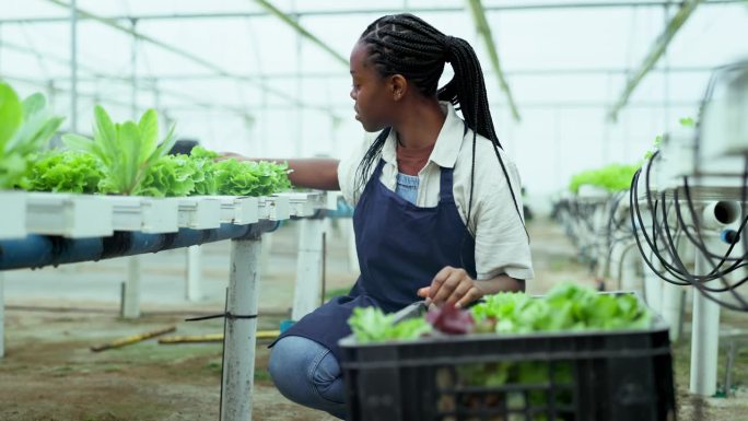 黑人妇女，植物和生态友好农业在温室农业，收获或自然资源。非洲女性或农民在土壤中采摘树叶或绿色农产品进