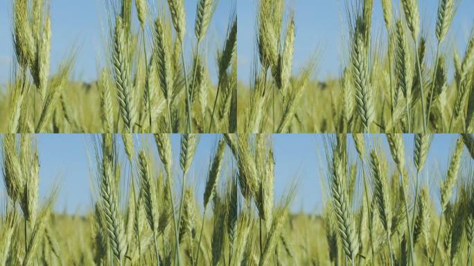 天空云麦田夏季肥沃的背景。小麦的小穗随风摇摆。谷物在夏天成熟。农业经营环境友好型小麦。全球粮食危机。