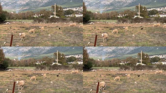 好奇的小羊离开羊群，直接走向镜头