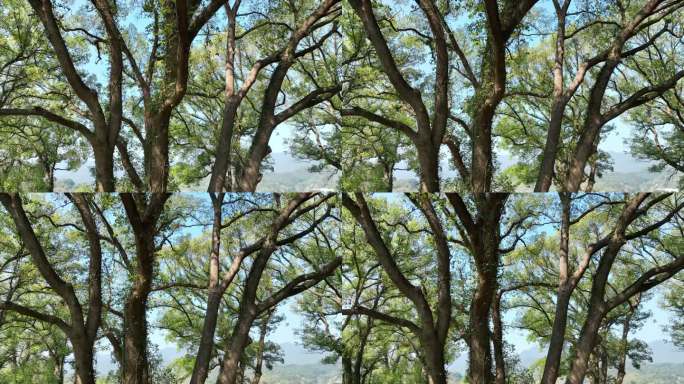 杭州市富阳区新桐乡樟树群美景