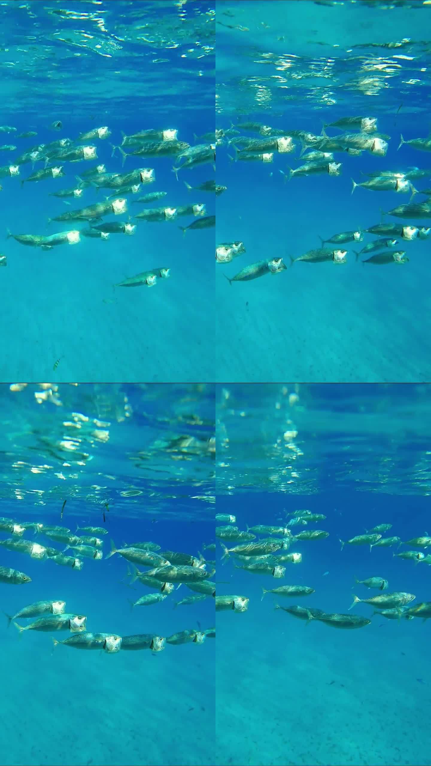 一群鲭鱼张开嘴游动，过滤浮游动物