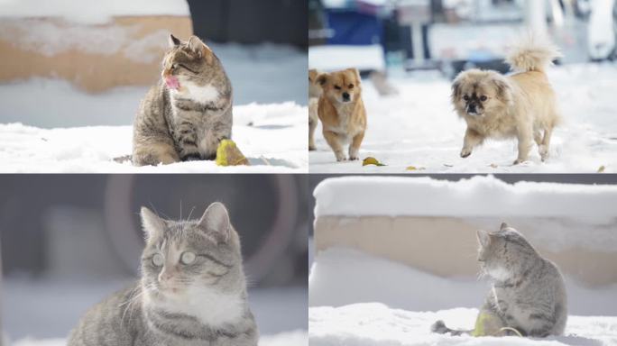 雪天雪地流浪猫流浪狗可爱LOG