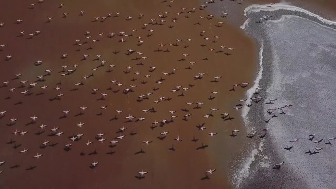 壮观的鸟瞰图，一群智利火烈鸟飞在浅湖上，玻利维亚智利路线，玻利维亚