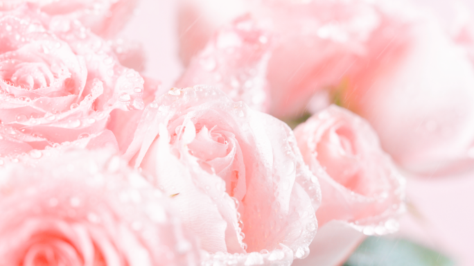 娇嫩欲滴的粉色玫瑰花精华