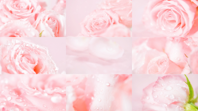 娇嫩欲滴的粉色玫瑰花精华