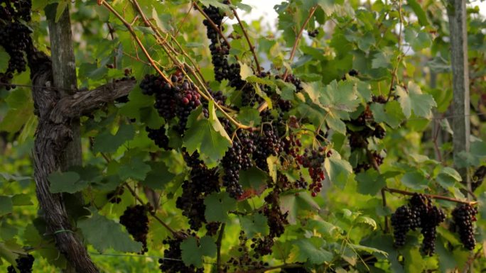 奥地利葡萄园里一棵老藤上的黑熟葡萄