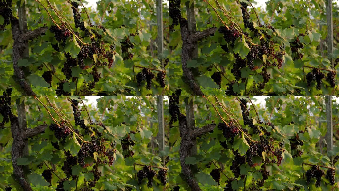 奥地利葡萄园里一棵老藤上的黑熟葡萄