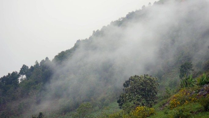 薄雾流过山林，阳光照进热带森林