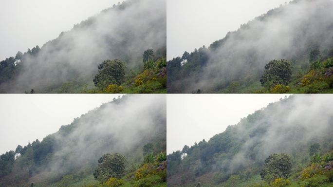 薄雾流过山林，阳光照进热带森林