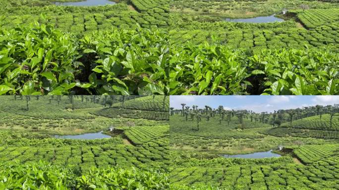 茶庄园视频在印度- 4k视频在60 fps