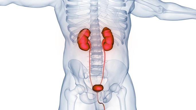 人类泌尿系统肾脏与膀胱解剖动画概念