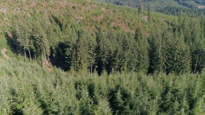 俄勒冈州森林从被砍伐的白痴溪造林中恢复过来