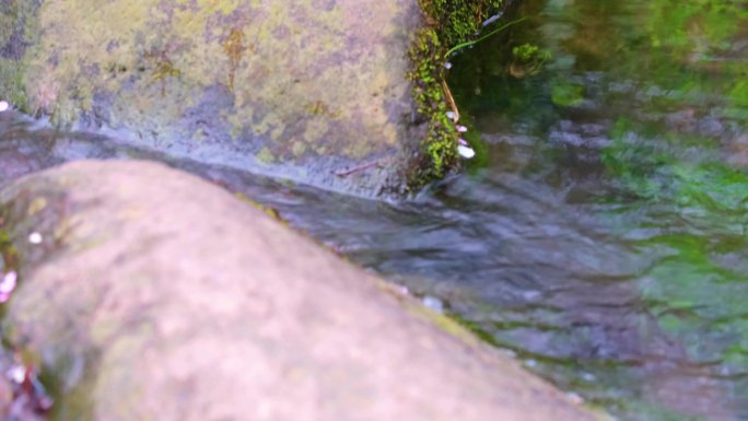 杭州植物园小溪流水风景视频素材44