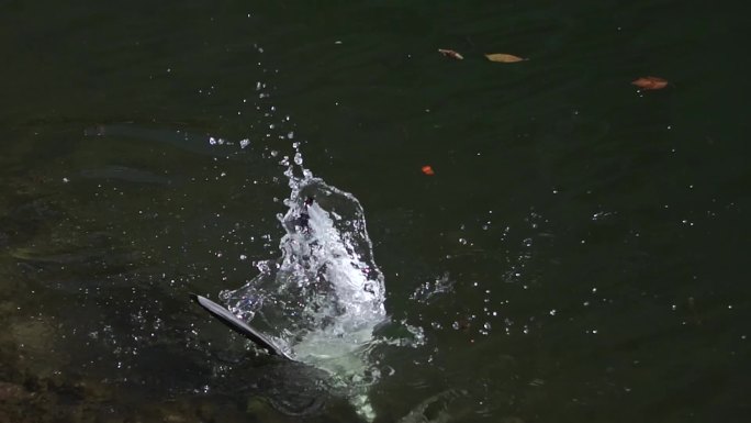 海鸥俯冲入水觅食